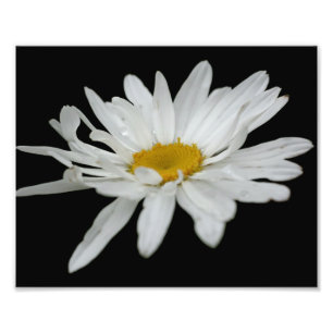 White Daisy Blume Raindrop 8x10 Fotodruck