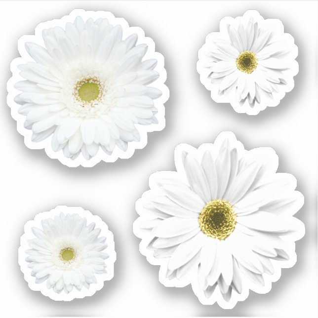 White Daisy Blume Set Aufkleber (Vorderseite)