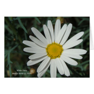 White Daisy Card