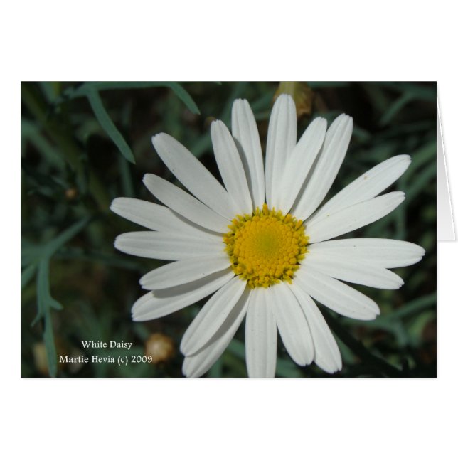 White Daisy Card (Vorderseite (Horizontal))