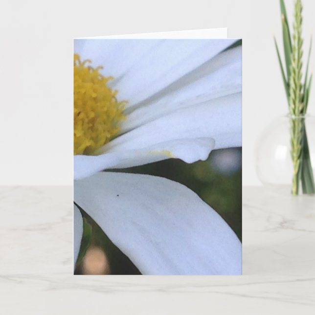 White Daisy Closeup Blank Greeting Card Karte (Vorderseite)