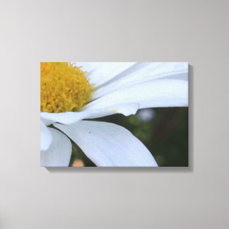 White Daisy Closeup Canvas Print Leinwanddruck