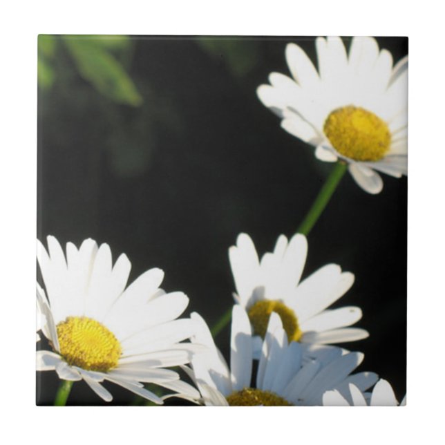 White Daisy Fliese (Vorderseite)