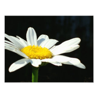 White Daisy Fotodruck