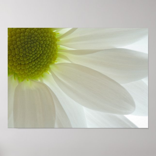 White Daisy Petals Poster (Vorne)