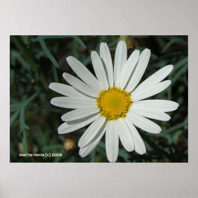 White Daisy Poster (Vorne)