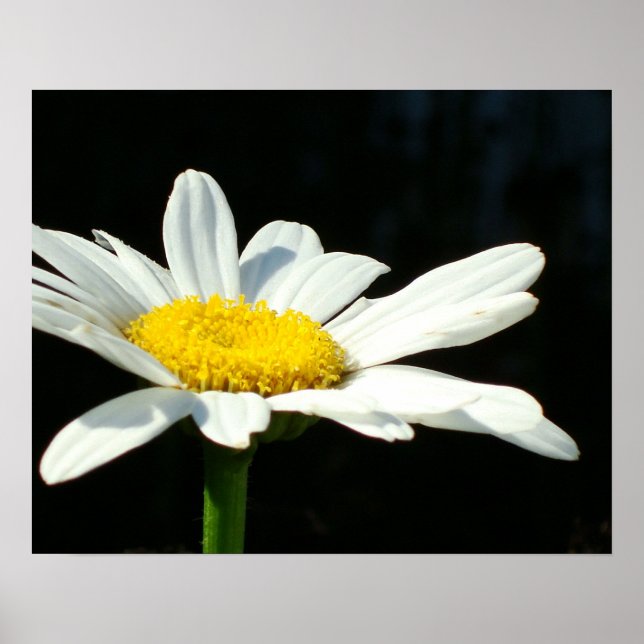 White Daisy Poster (Vorne)