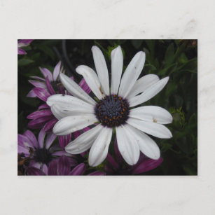 White Daisy Postkarte