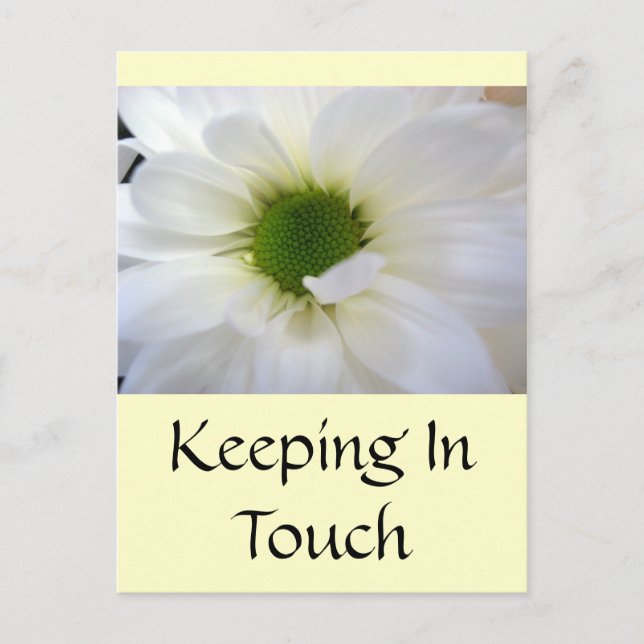 White Daisy Postkarte (Vorderseite)