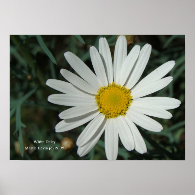 White Daisy Print - Wählen Sie Ihren Rahmen Poster (Vorne)