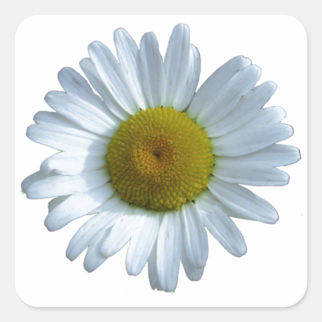 White Daisy Quadratischer Aufkleber (Vorderseite)