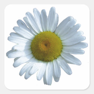 White Daisy Quadratischer Aufkleber