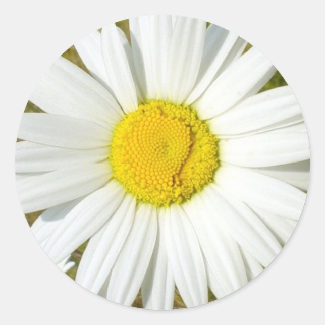White Daisy Runder Aufkleber (Vorderseite)