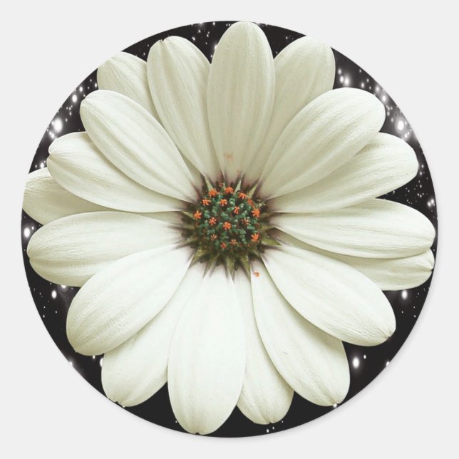 White Daisy Runder Aufkleber (Vorderseite)