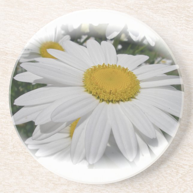 White Daisy Sandstein Untersetzer (Vorne)