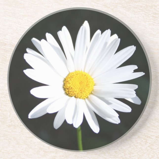 White Daisy Sandstone Untersetzer (Vorne)