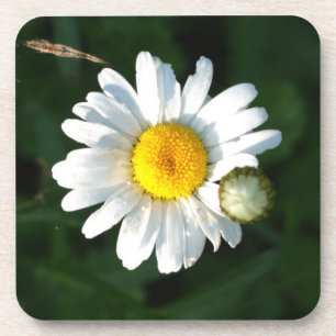 White Daisy Untersetzer