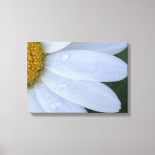 White Dewy Daisy Closeup Canvas Print Leinwanddruck