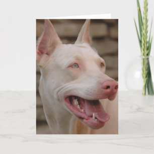 White Doberman Karte