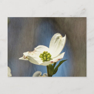 White Dogwood Bloom Card Postkarte