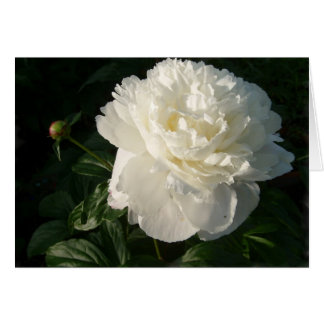 White Double Peonys Card