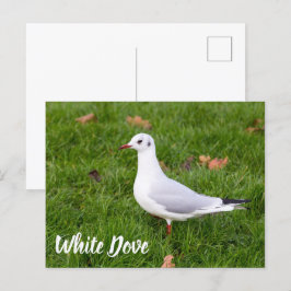 White Dove für Vögel und Taube Liebesgeschenk Feiertagspostkarte