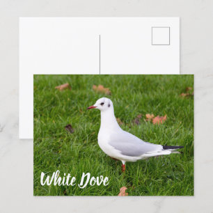 White Dove für Vögel und Taube Liebesgeschenk Feiertagspostkarte