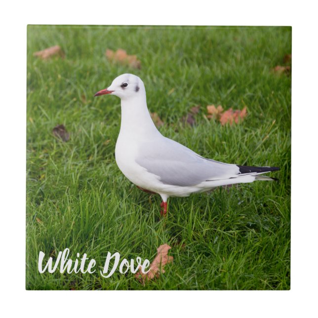 White Dove für Vögel und Taube Liebesgeschenk Fliese (Vorderseite)