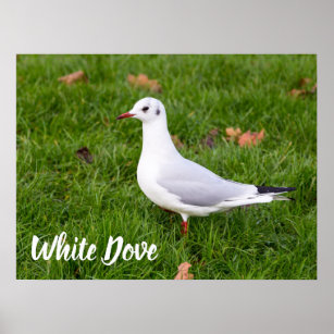 White Dove für Vögel und Taube Liebesgeschenk Poster