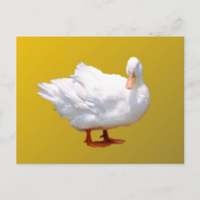 White Duck Postkarte (Vorderseite)
