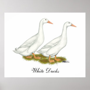 White Ducks Poster