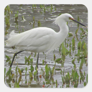 White Egret Foto Water Grüntöne Wading Bird Quadratischer Aufkleber