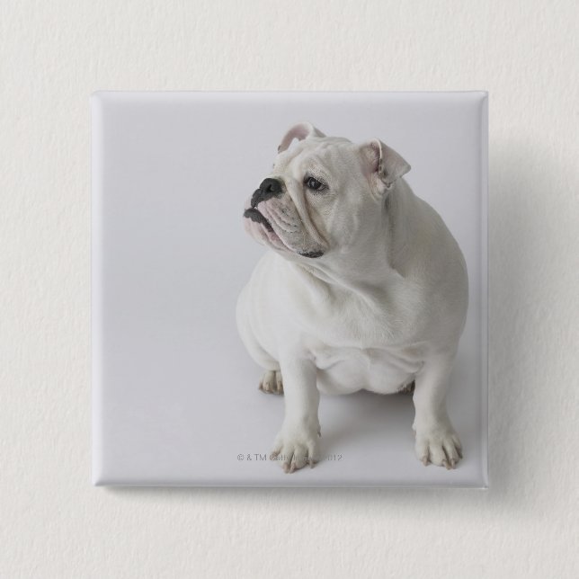 White English Bulldog Button (Vorderseite)