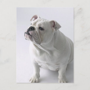White English Bulldog im Studio sitzt, Postkarte