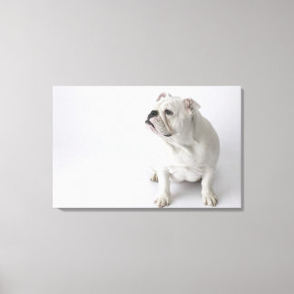 White English Bulldog Leinwanddruck