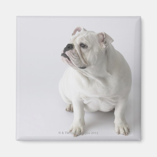 White English Bulldog Magnet (Vorne)