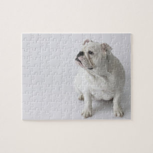 White English Bulldog Puzzle