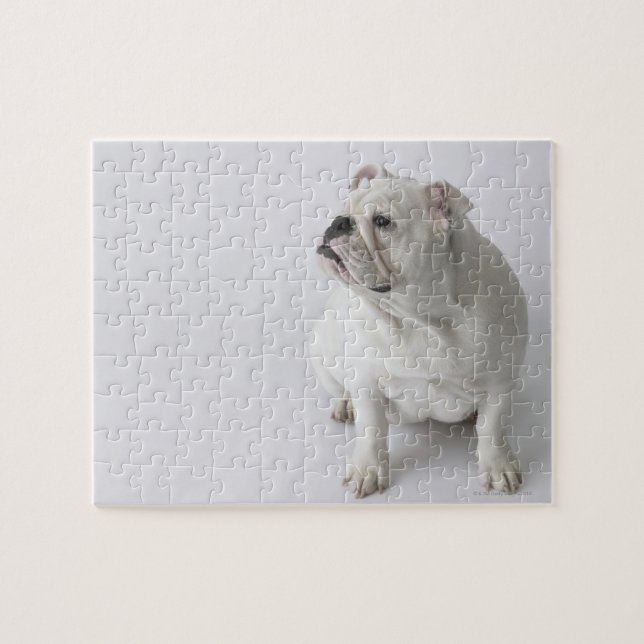 White English Bulldog Puzzle (Horizontal)