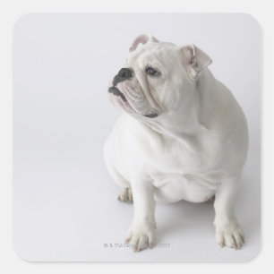White English Bulldog Quadratischer Aufkleber