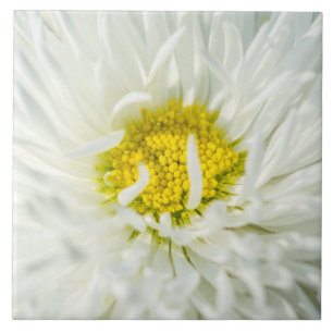 White English Daisy Blume Fliese