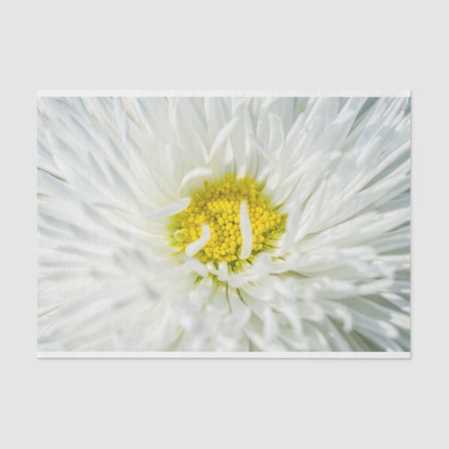 White English Daisy Blume Seidenpapier (Vorderseite)
