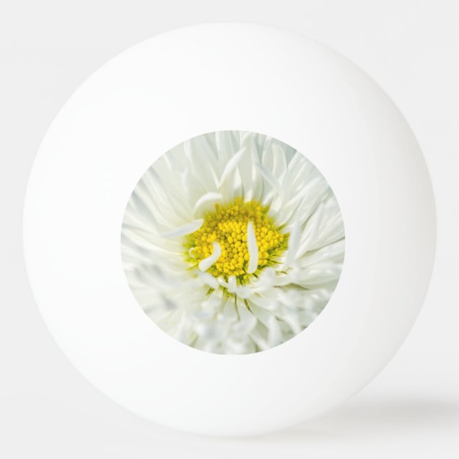 White English Daisy Blume Tischtennisball (Vorderseite)