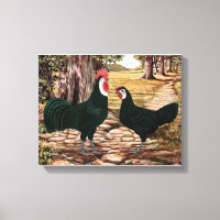 White Faced Black Spanish Rooster und Hen - Woods