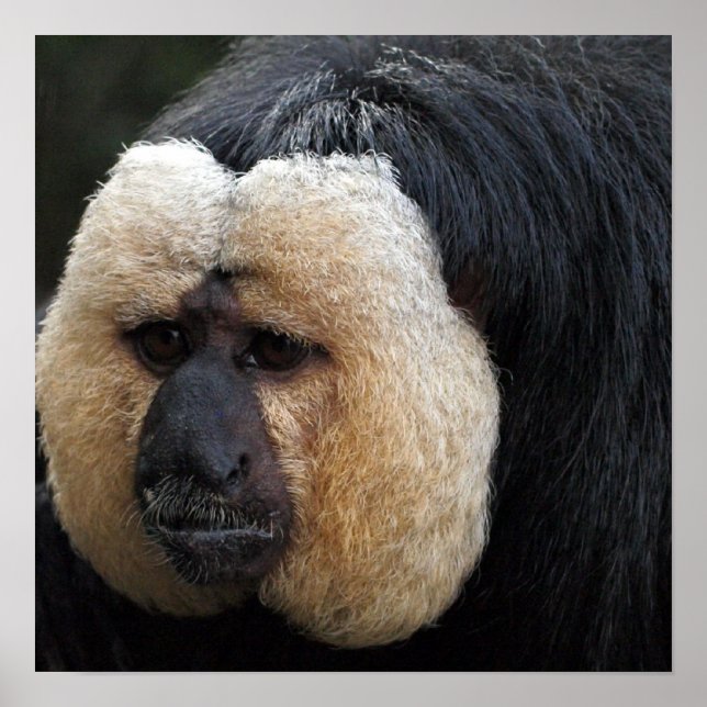 White Faced Saki Monkey Poster (Vorne)