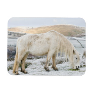 White Fell Pony auf Moorland im Winter Magnet