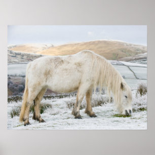White Fell Pony auf Moorland im Winter Poster