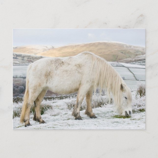 White Fell Pony auf Moorland im Winter Postkarte (Vorderseite)