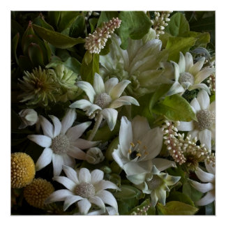 White Flannel Flower, Arabicum & Phylica Botanical Poster