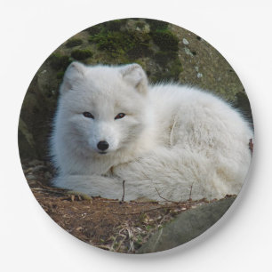 White Fox Foto Pappteller