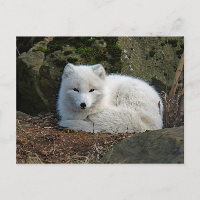 White Fox Foto Postkarte (Vorderseite)